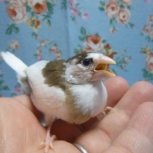 手乗り十姉妹