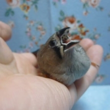 キンカチョウ