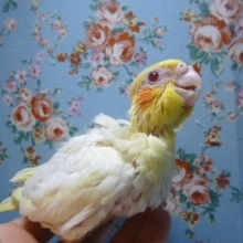 手乗りオカメインコ　ルチノー　ヒナ