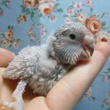 手乗りジャンボセキセイインコ　ヒナちゃん