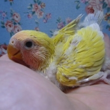 手乗りコザクラインコ　ゴールデンチェリー　ヒナ