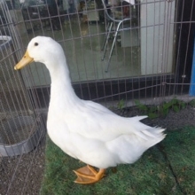 あひる