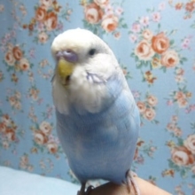 手乗りジャンボセキセイインコ　男の子　ヒナ餌卒業済