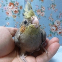 手乗りオカメインコ　ノーマルのヒナ！