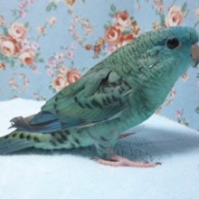 サザナミインコ・ブルー