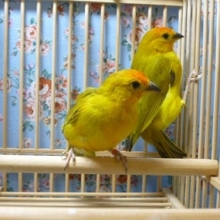 キンノジコ