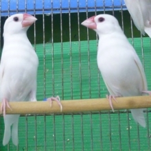 白文鳥　ペア