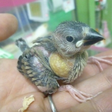 手乗りブンチョウ　桜文鳥のヒナ