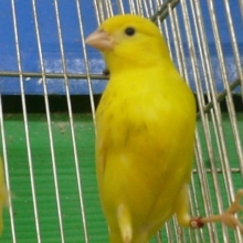 レモンカナリア