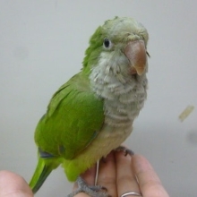 手乗りオキナインコ　ノーマル　ヒナ餌卒業済み