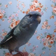 手乗りサザナミインコ　コバルト　ヒナ餌卒業済