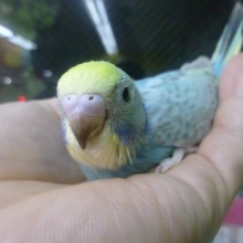 セキセイインコ・パステルレインボー　ブルー系