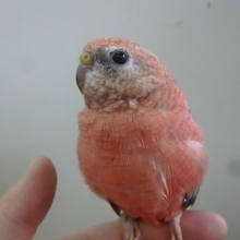 手乗りアキクサインコ　ローズの男の子　ヒナ餌卒業済み