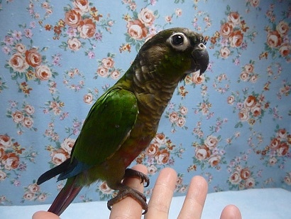 手乗りウロコインコ ホオミドリウロコインコ ノーマル 手乗りウロコインコ ホオミドリウロコインコ ノーマル