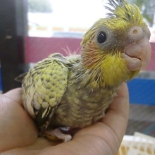手乗りオカメインコ　パールのヒナちゃん