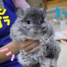 チンチラ　アンゴラ　ノーマルの男の子