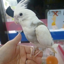 手乗りオカメインコ　WFパイド　ヒナ餌卒業済　