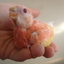 手乗りアキクサインコ　ルビノーのヒナちゃん