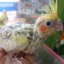 手乗りオカメインコ　シナモンパールのヒナ