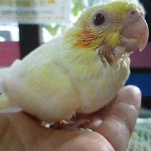 手乗りオカメインコ　ルチノーパール　ヒナ
