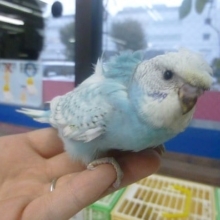 手乗り羽衣セキセイインコ　　ブルースパングル　ヒナ