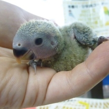手乗りコザクラインコ　ノーマルのヒナちゃん
