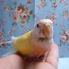 手乗りアキクサインコ　ルチノー　ヒナ