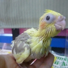 手乗りオカメインコ　シナモンパイド　ヒナ
