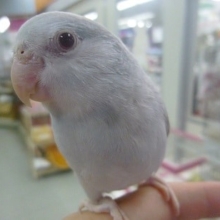 手乗りマメルリハ　アゲイトブルーの女の子　ヒナ餌卒業済