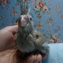 手乗りオカメインコ　WFシナモン　ヒナ