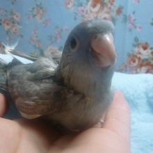 サザナミインコ・スパングル　ブルー系