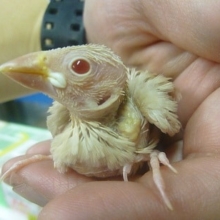 手乗りブンチョウ　シナモン文鳥のヒナ