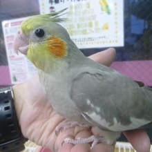 手乗りオカメインコ　シナモン　ヒナ