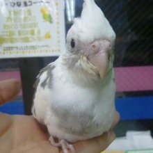 手乗りオカメインコ　WFパイド　ヒナ