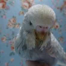 手乗りジャンボセキセイインコのヒナ