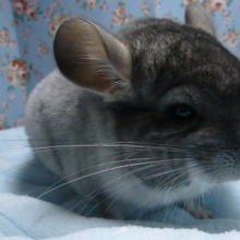 チンチラ　パイド　男の子