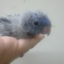 手乗りサザナミインコ　ブルー　ヒナ