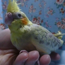 手乗りオカメインコ　シナモンパールパイド　ヒナ