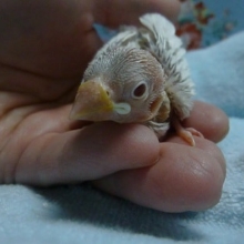 手乗りブンチョウ　シナモン文鳥のヒナ！