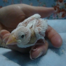 手乗りブンチョウ　白文鳥　ヒナ