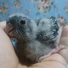 手乗りサザナミインコ　モーブ