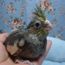 手乗りオカメインコ　ノーマル（並オカメ）