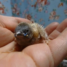 コキンチョウ・イエロー
