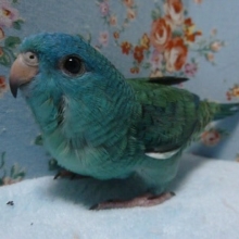 手乗りサザナミインコ　ブルー