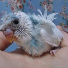 手乗り羽衣セキセイインコ　ヒナ