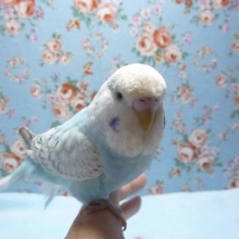 手乗りジャンボセキセイインコ　ヒナ餌卒業済
