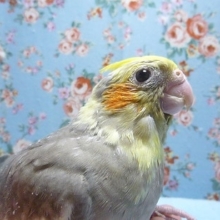 手乗りオカメインコ　パイド　ヒナちゃん
