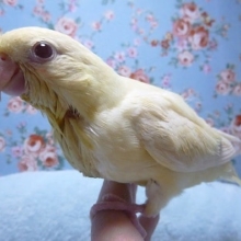 サザナミインコ・クリーム・イノ
