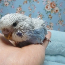 手乗りジャンボセキセイインコ　ヒナ　１月１８日