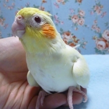 手乗りオカメインコ　ルチノーパールのヒナ！